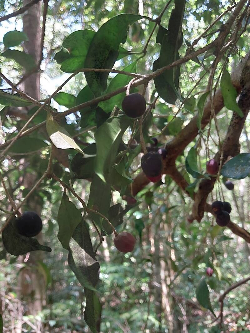 Noronhia olearia other