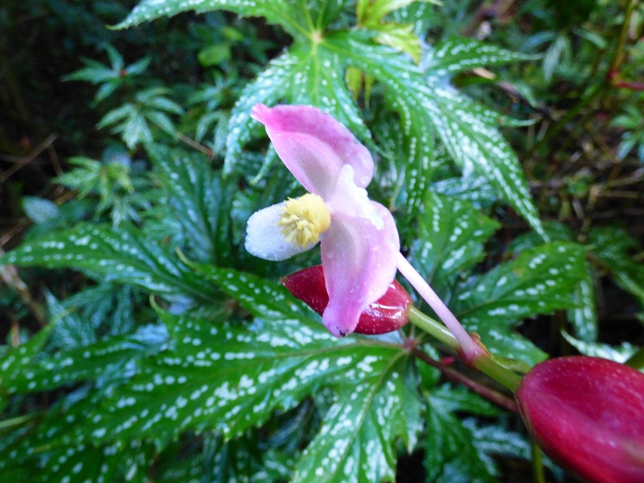 Begonia diadema flower