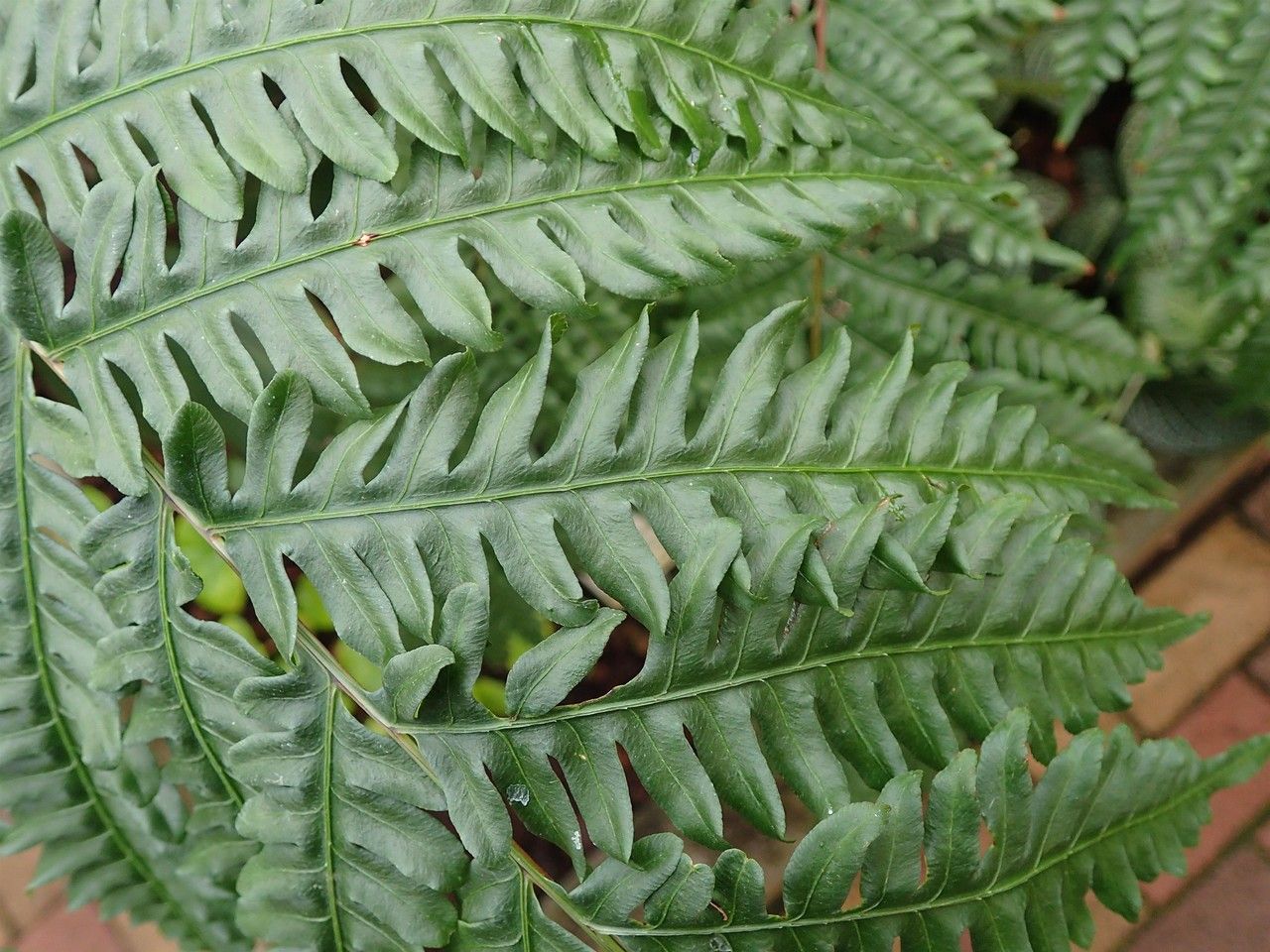 Pteris tripartita leaf