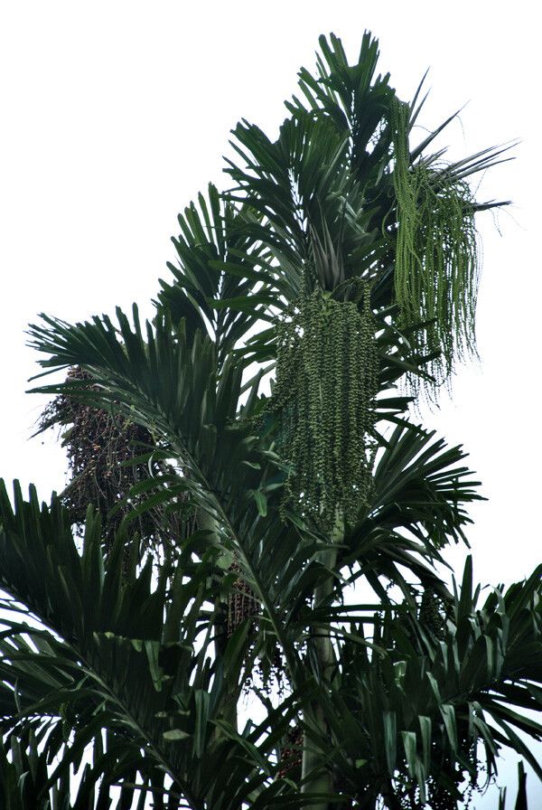 Arenga microcarpa other