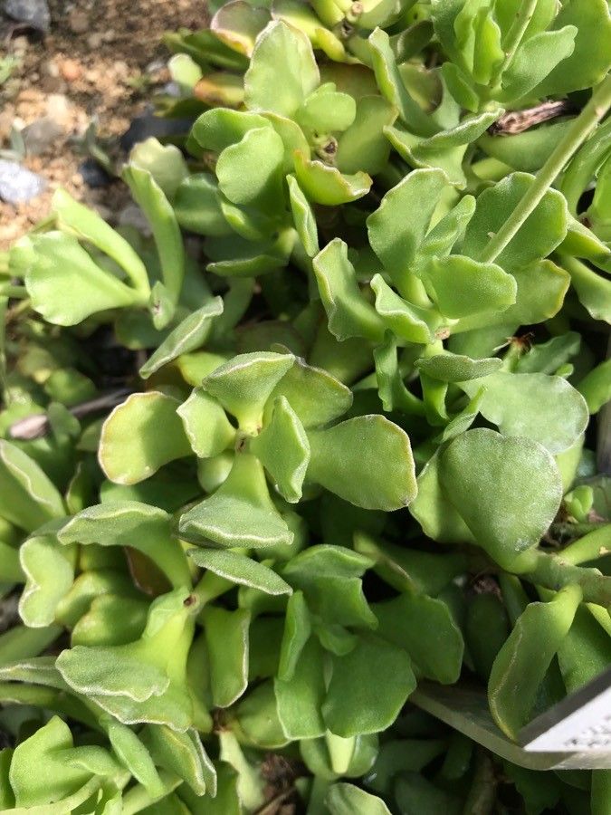 Adromischus cristatus habit