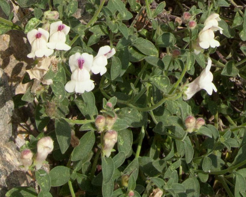 Antirrhinum sempervirens flower