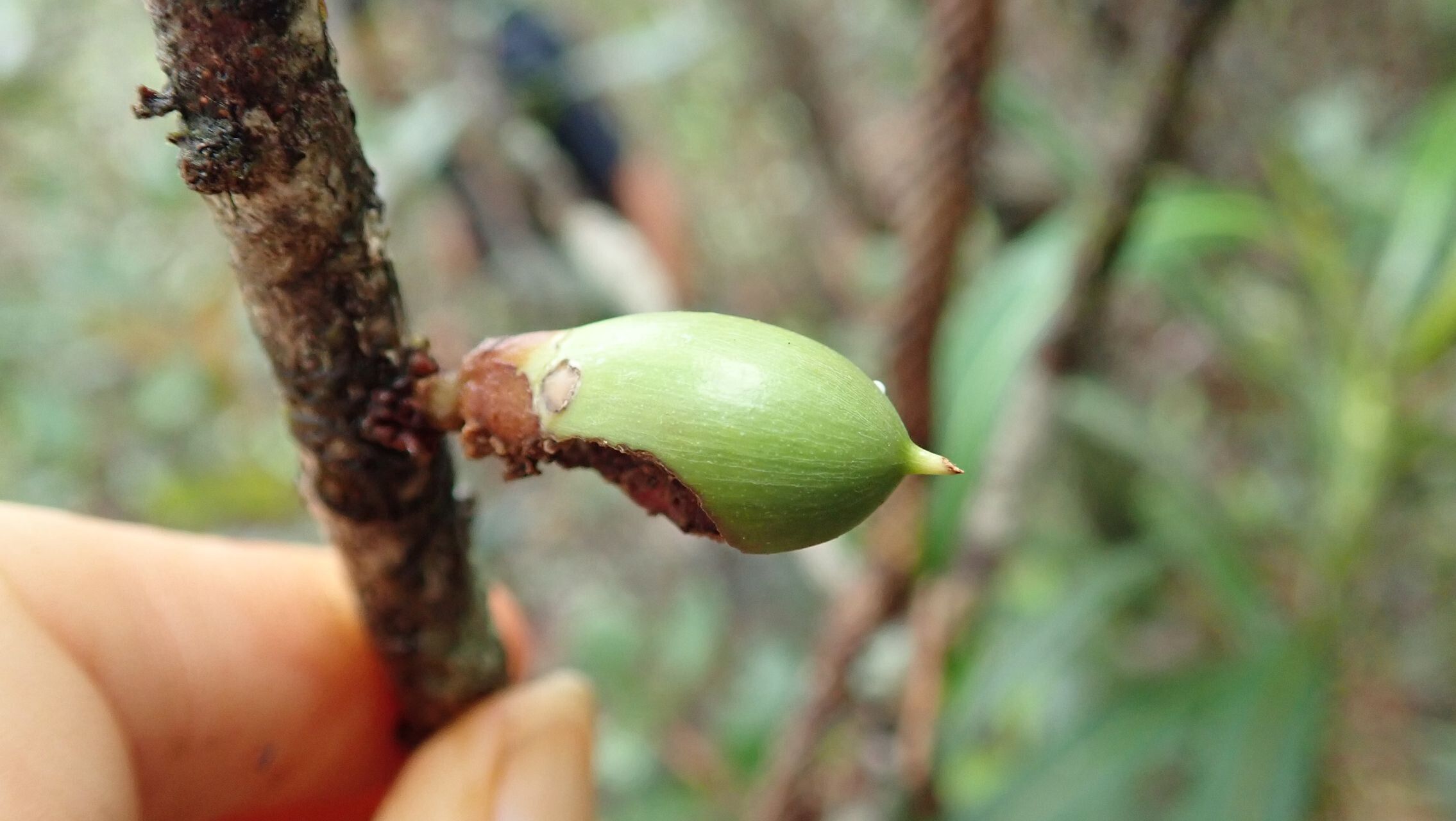 Pycnandra lissophylla fruit