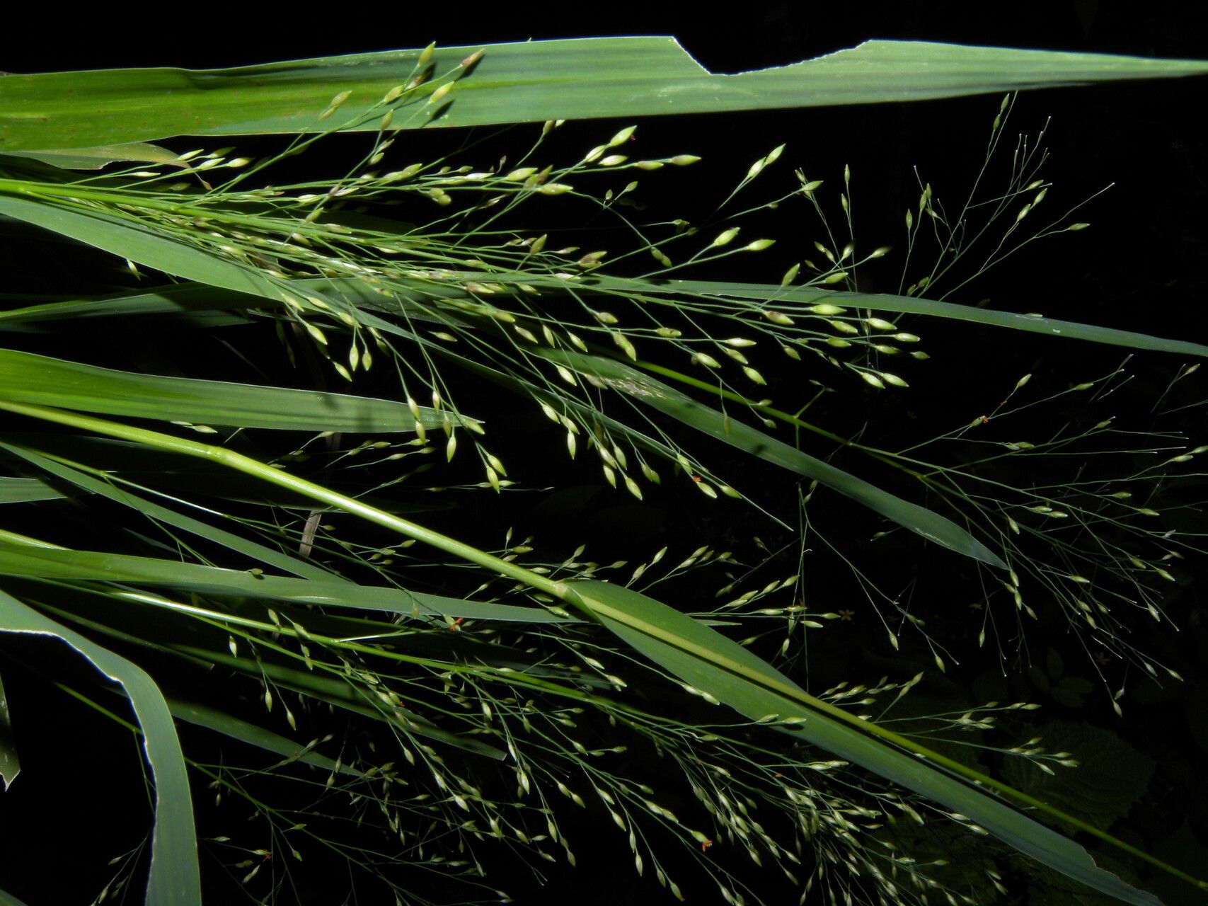 Panicum aquaticum flower