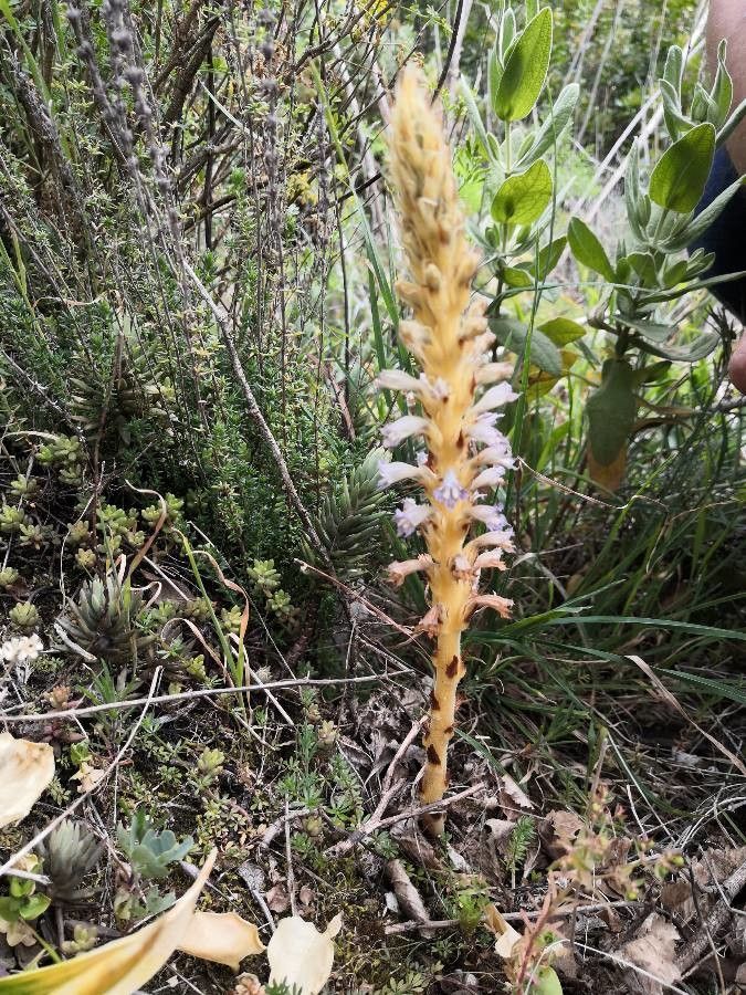 Orobanche schultzii habit