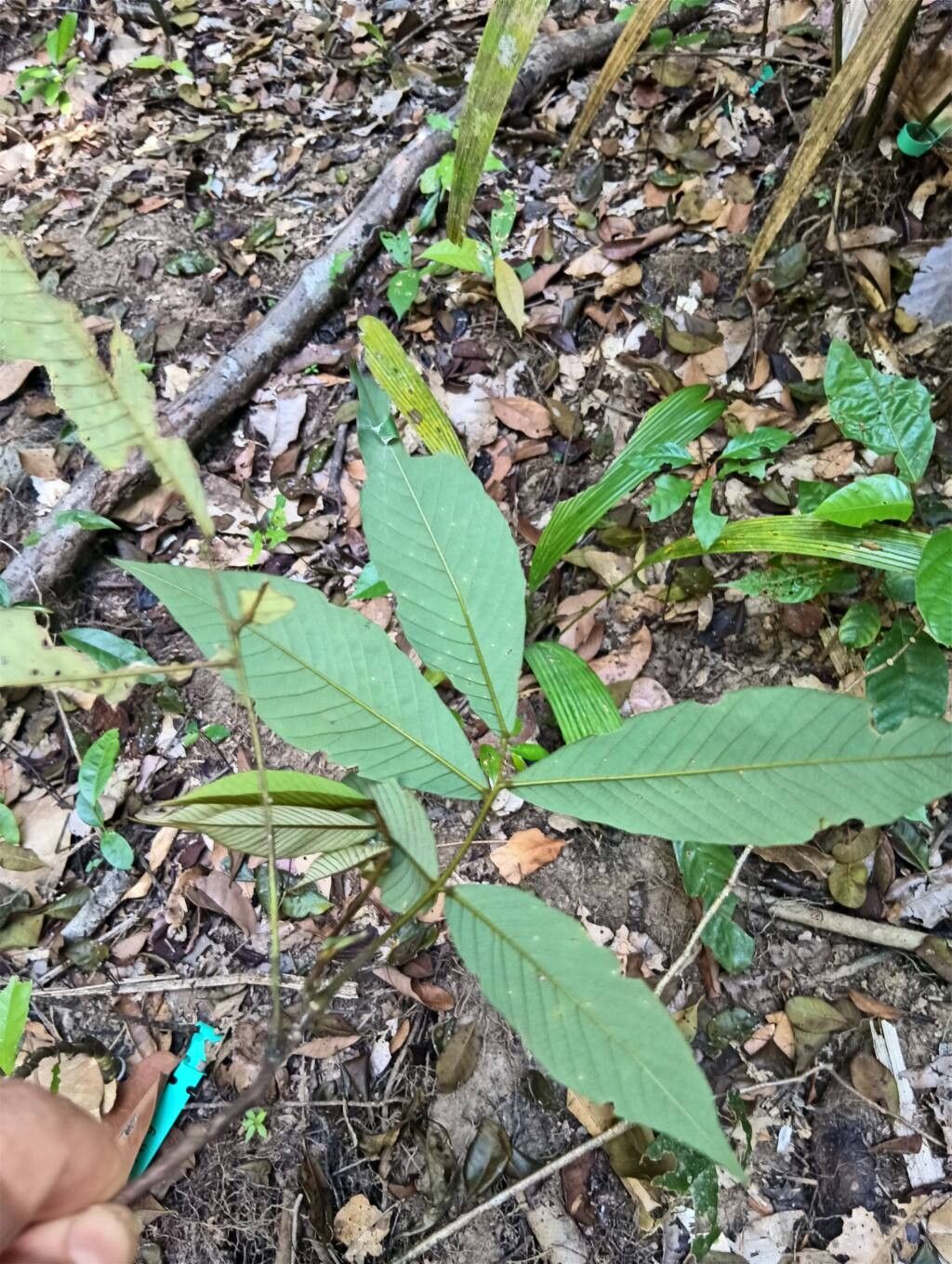 Machaerium quinata — houseplant care guide