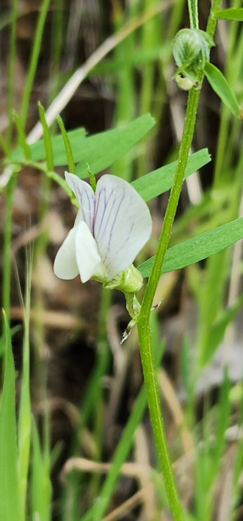 Vicia michauxii flower