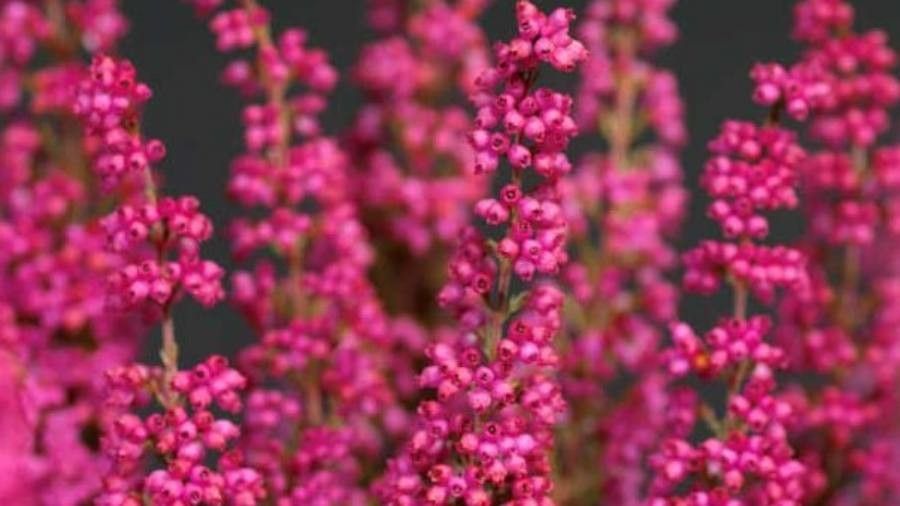 Erica gracilis flower