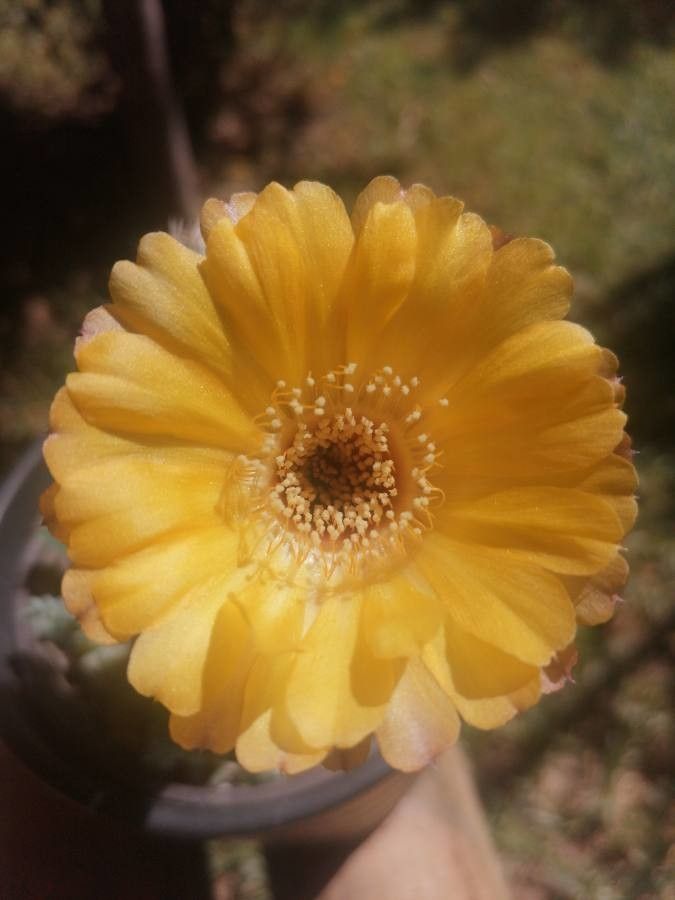 Echinopsis haematantha flower