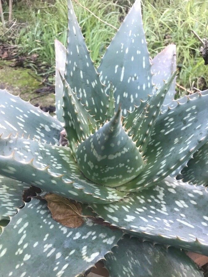 Aloe grandidentata leaf
