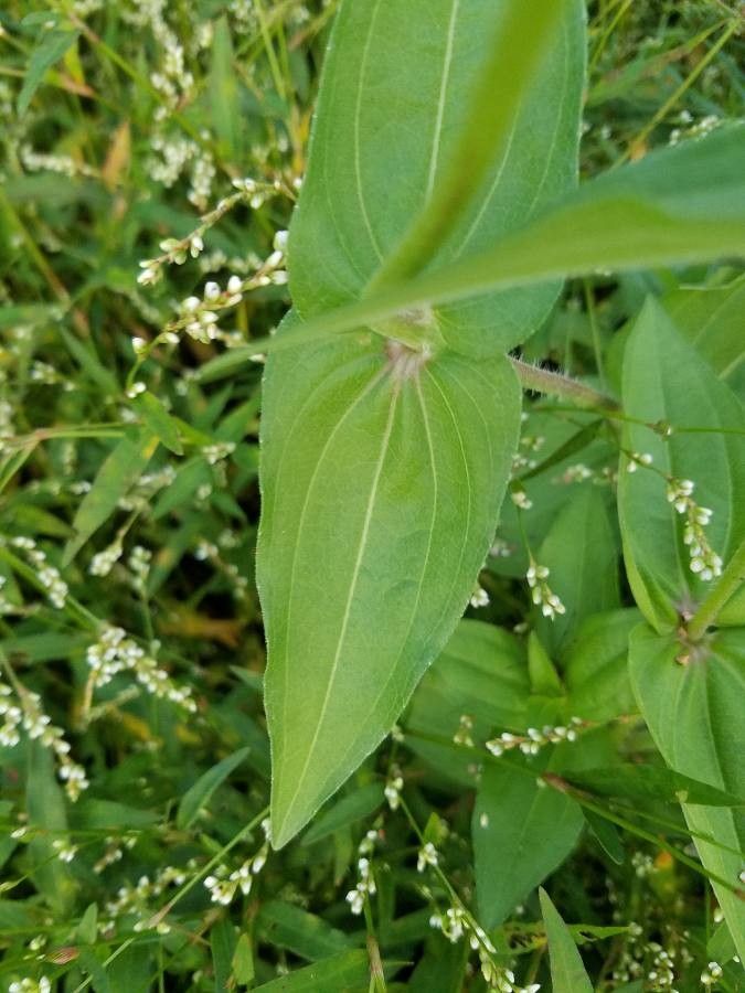 Zinnia violacea — pest resistant houseplant