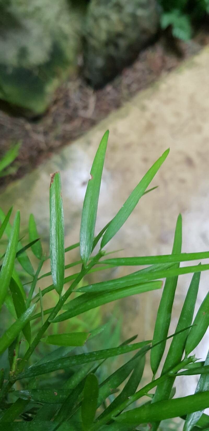 Podocarpus elongatus — search result for 'Podocarpus'