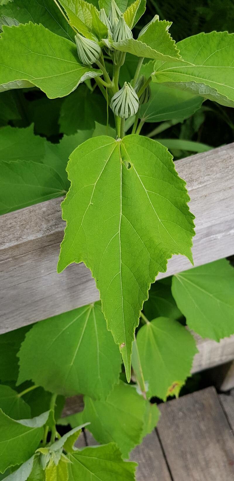 Hibiscus lasiocarpos