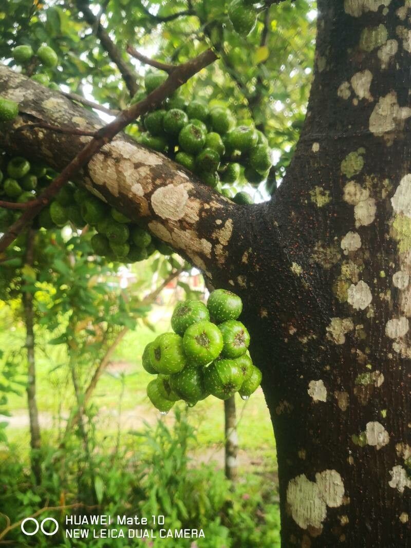 Ficus nota fruit
