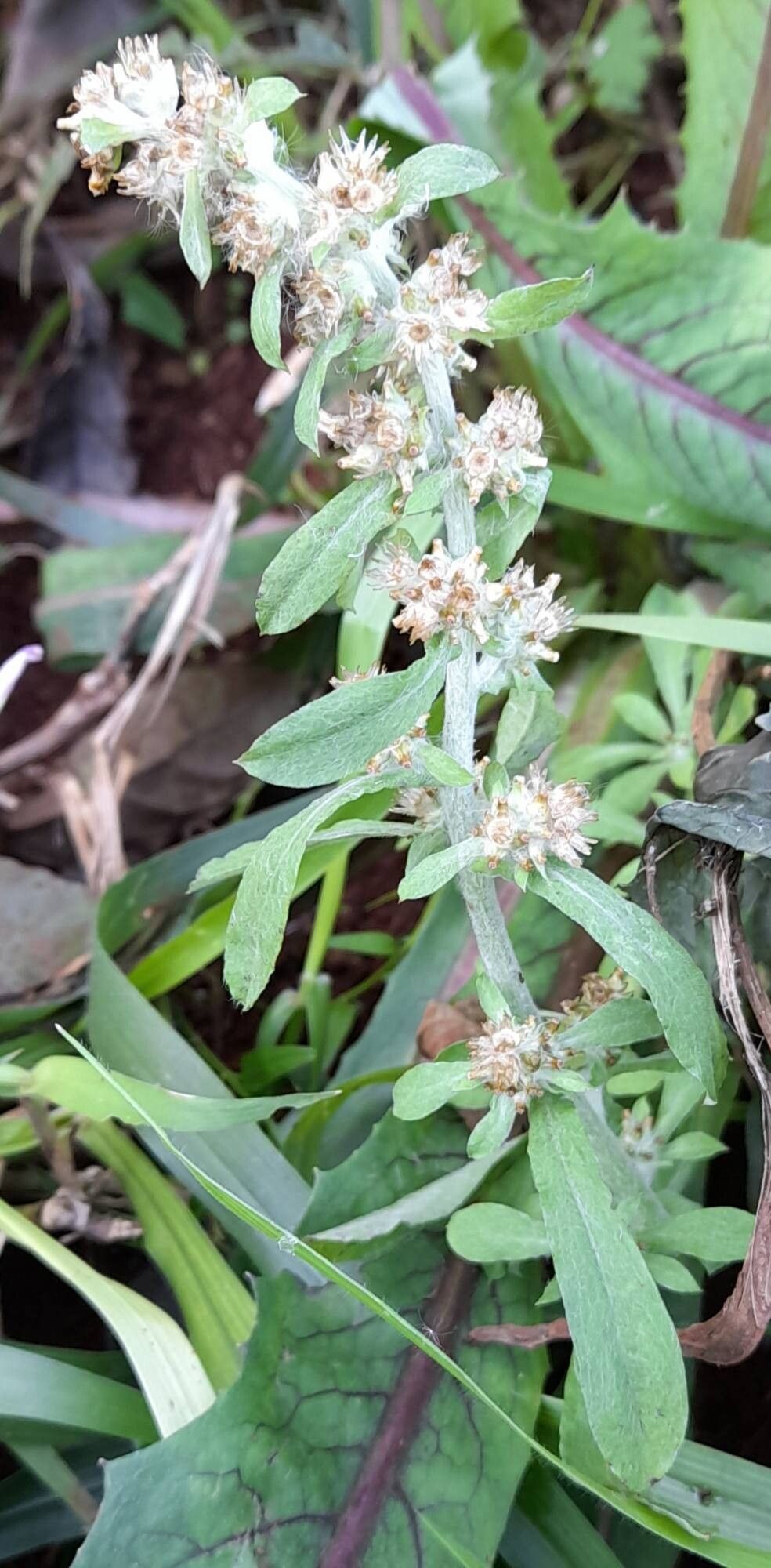 Gamochaeta subfalcata flower
