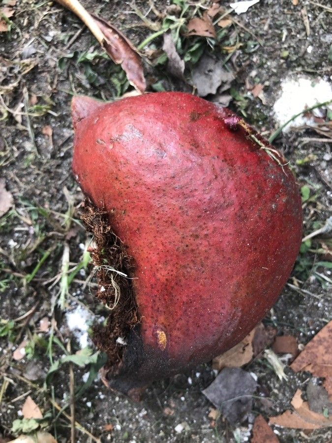 Strychnos madagascariensis fruit