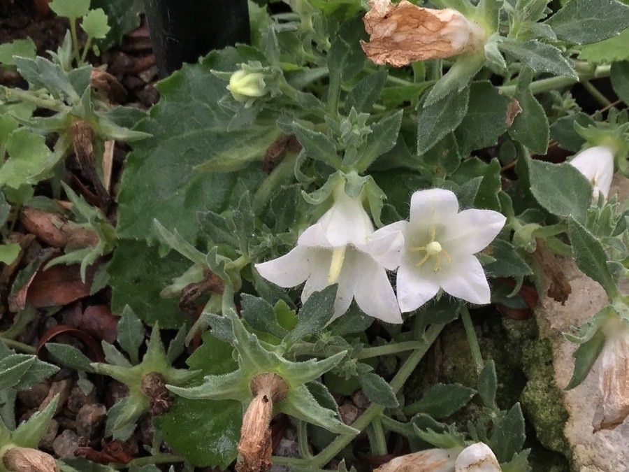 Campanula kachethica leaf