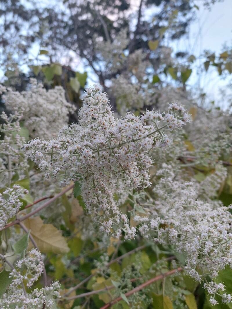 Buddleja dysophylla flower