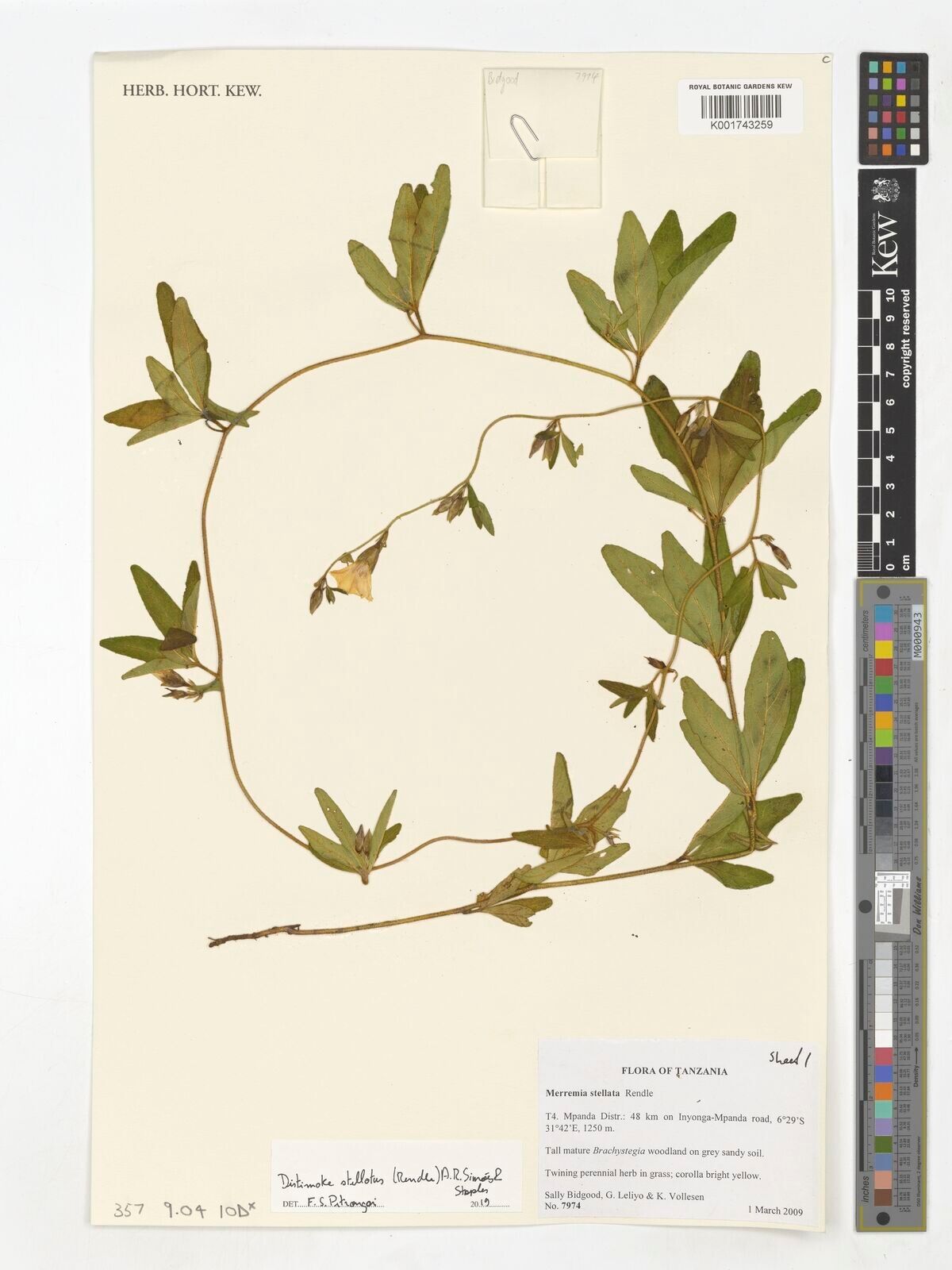 Distimake stellatus — houseplant care guide