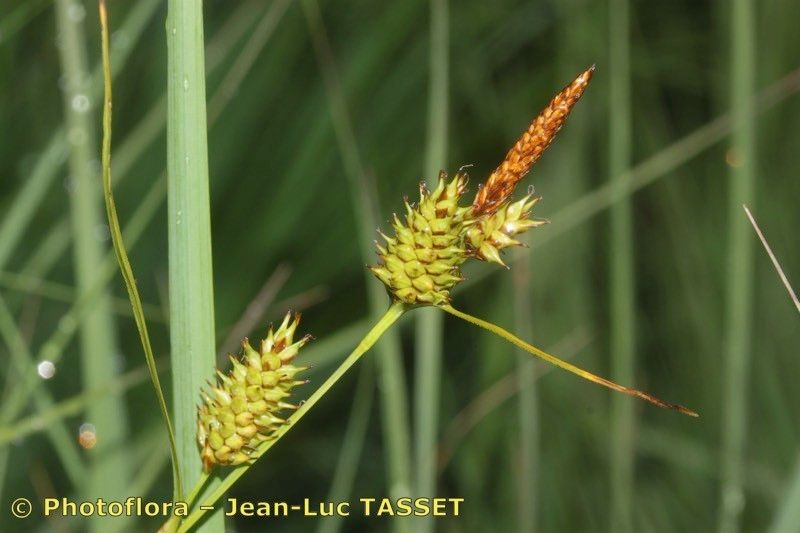 Carex × xanthocarpa flower