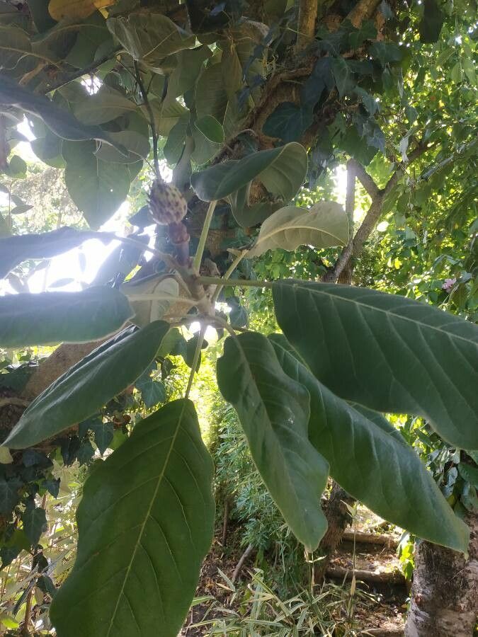 Magnolia delavayi fruit