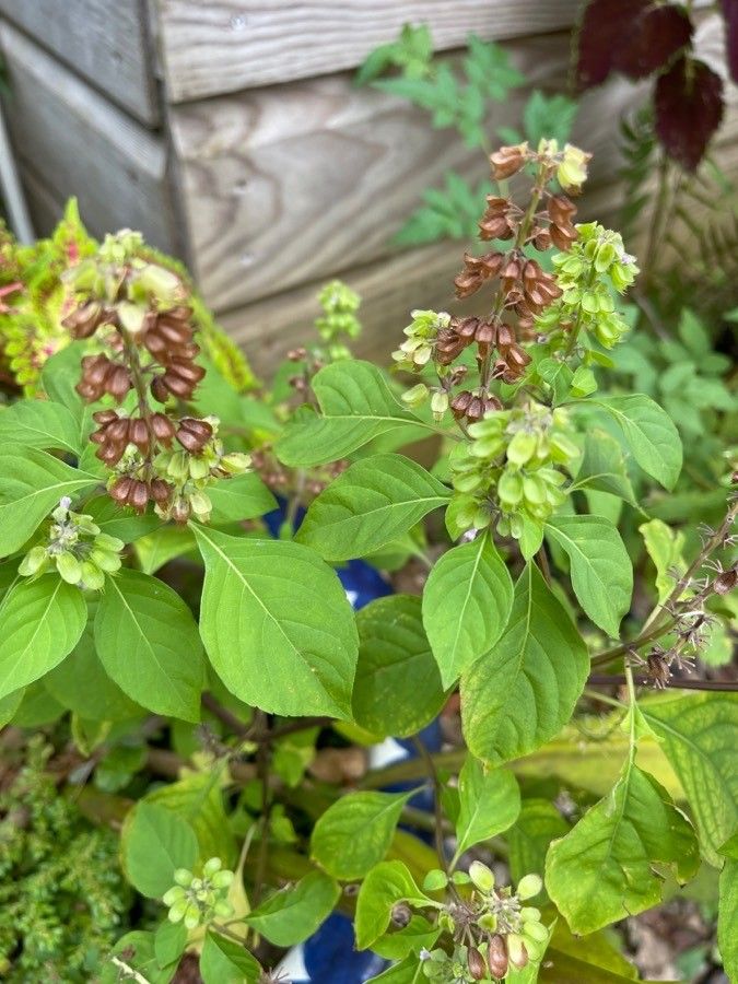 Ocimum campechianum fruit