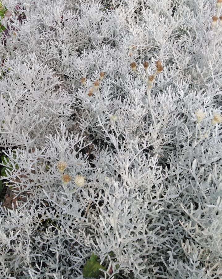 Senecio leucostachys — search result for 'Senecio'