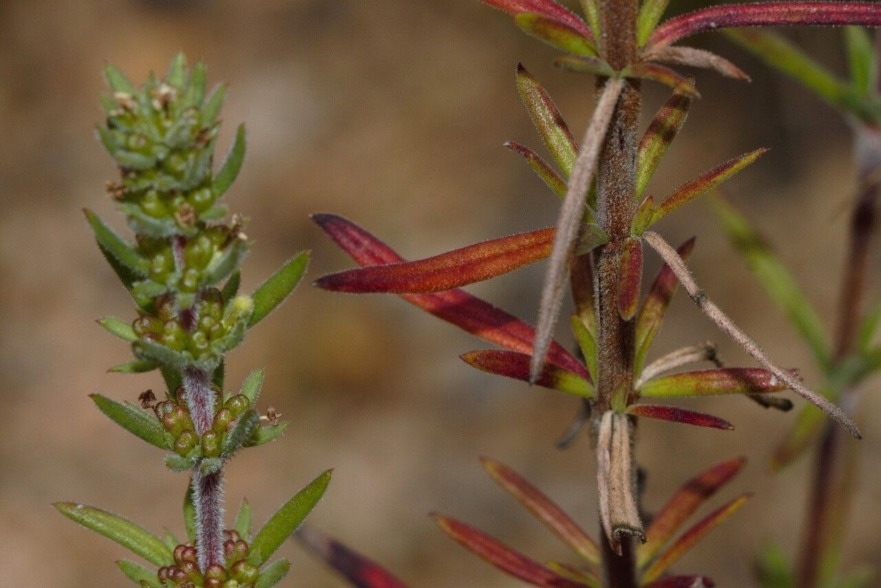 Anthospermum ternatum habit