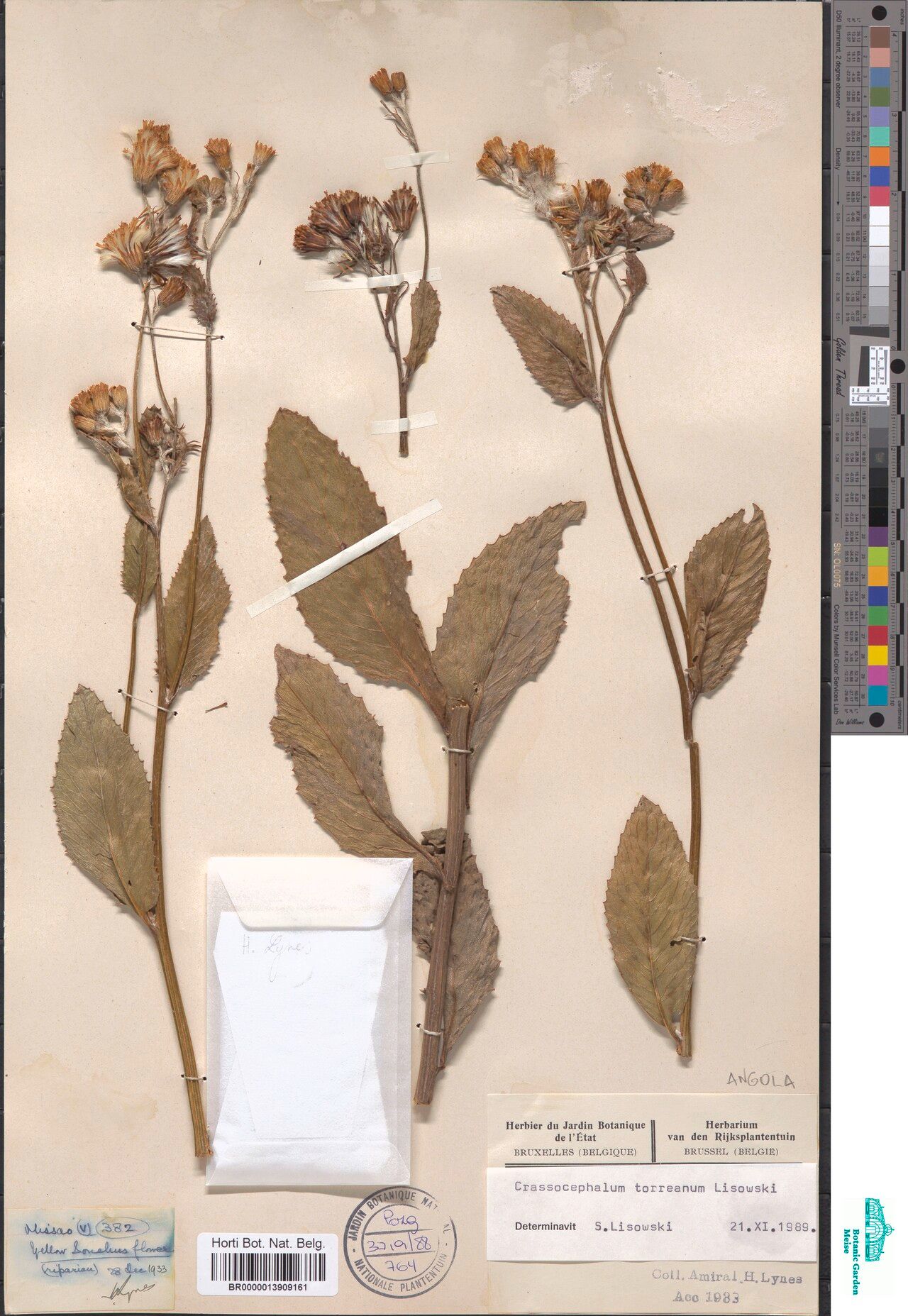 Crassocephalum torreanum — houseplant care guide