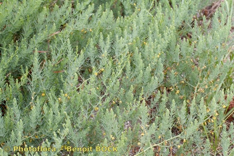 Asparagus macrorrhizus bark