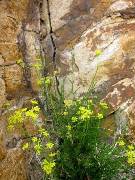 Cymopterus petraeus habit