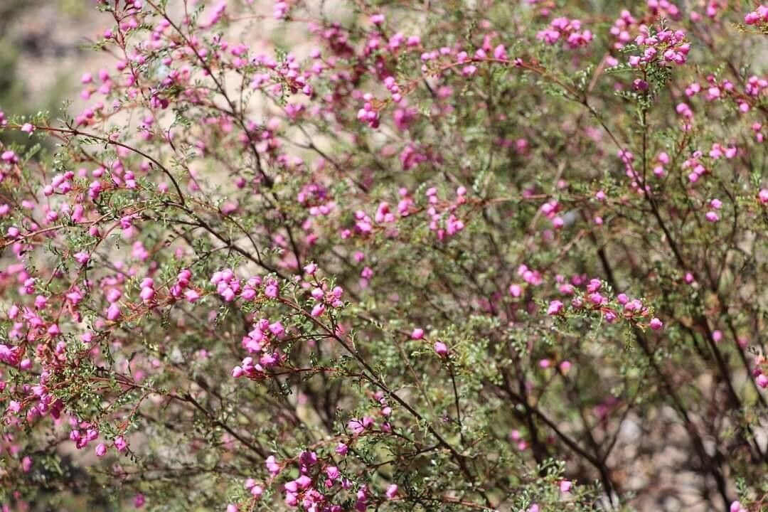 Boronia microphylla — search result for 'Rutaceae'