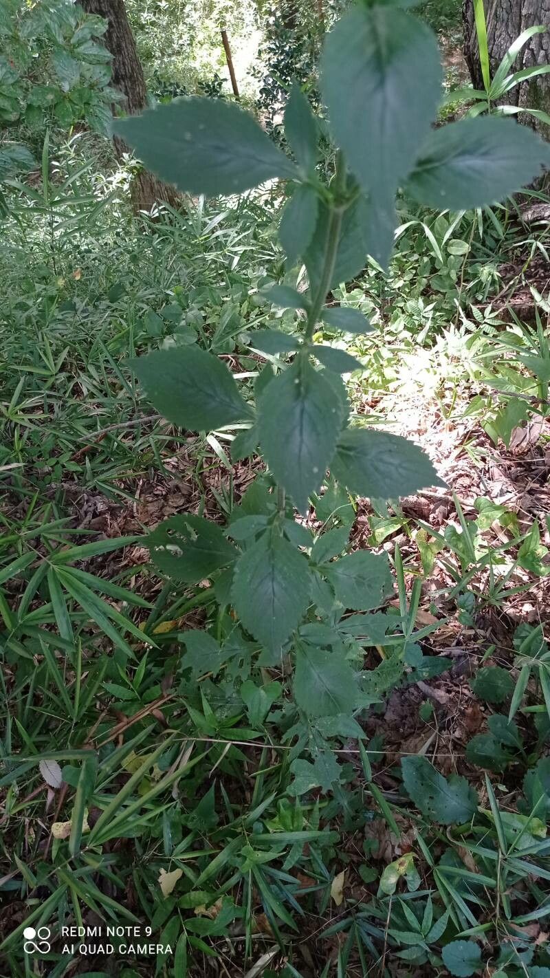 Patrinia villosa leaf