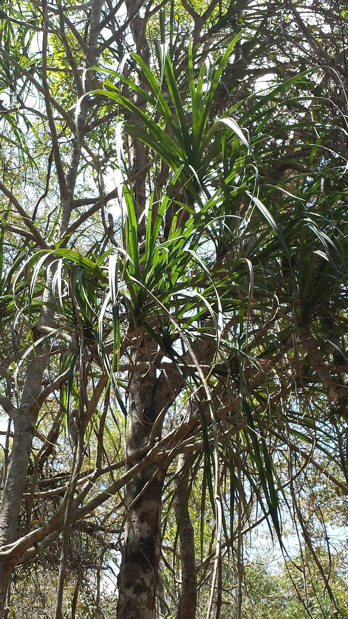 Pandanus aridus — houseplant care guide