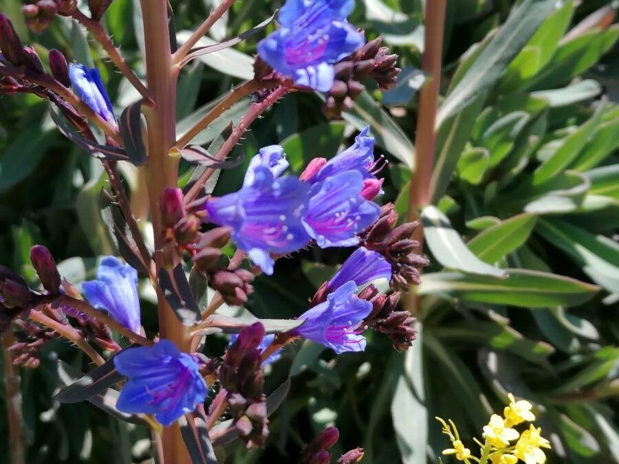 Echium gentianoides flower