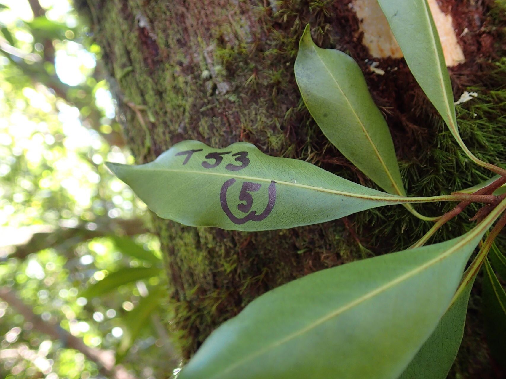 Planchonella reticulata — houseplant care guide