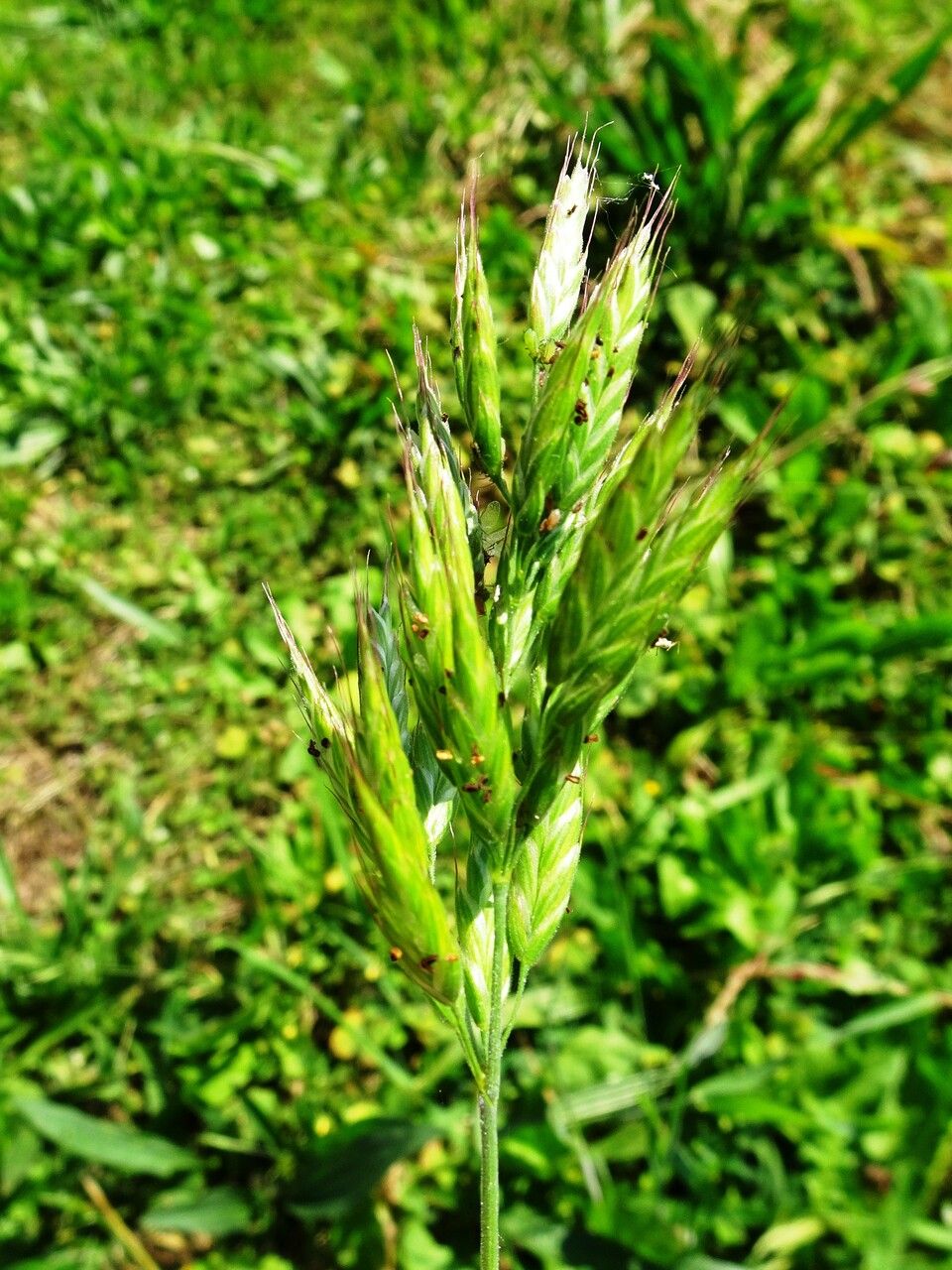 Bromus hordeaceus flower