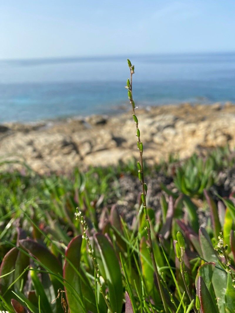 Triglochin laxiflora flower