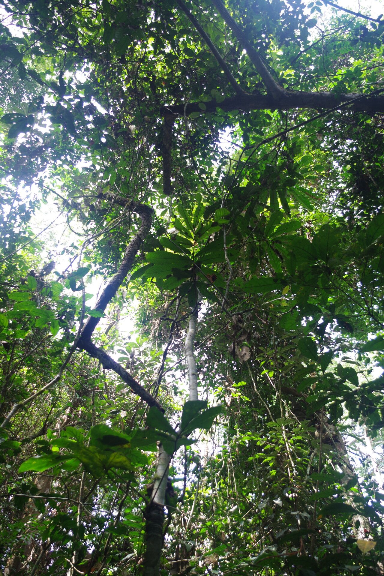 Uvariodendron calophyllum habit