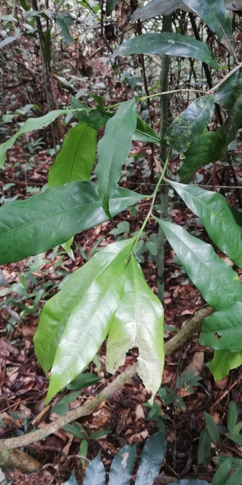 Ochna membranacea — houseplant care guide