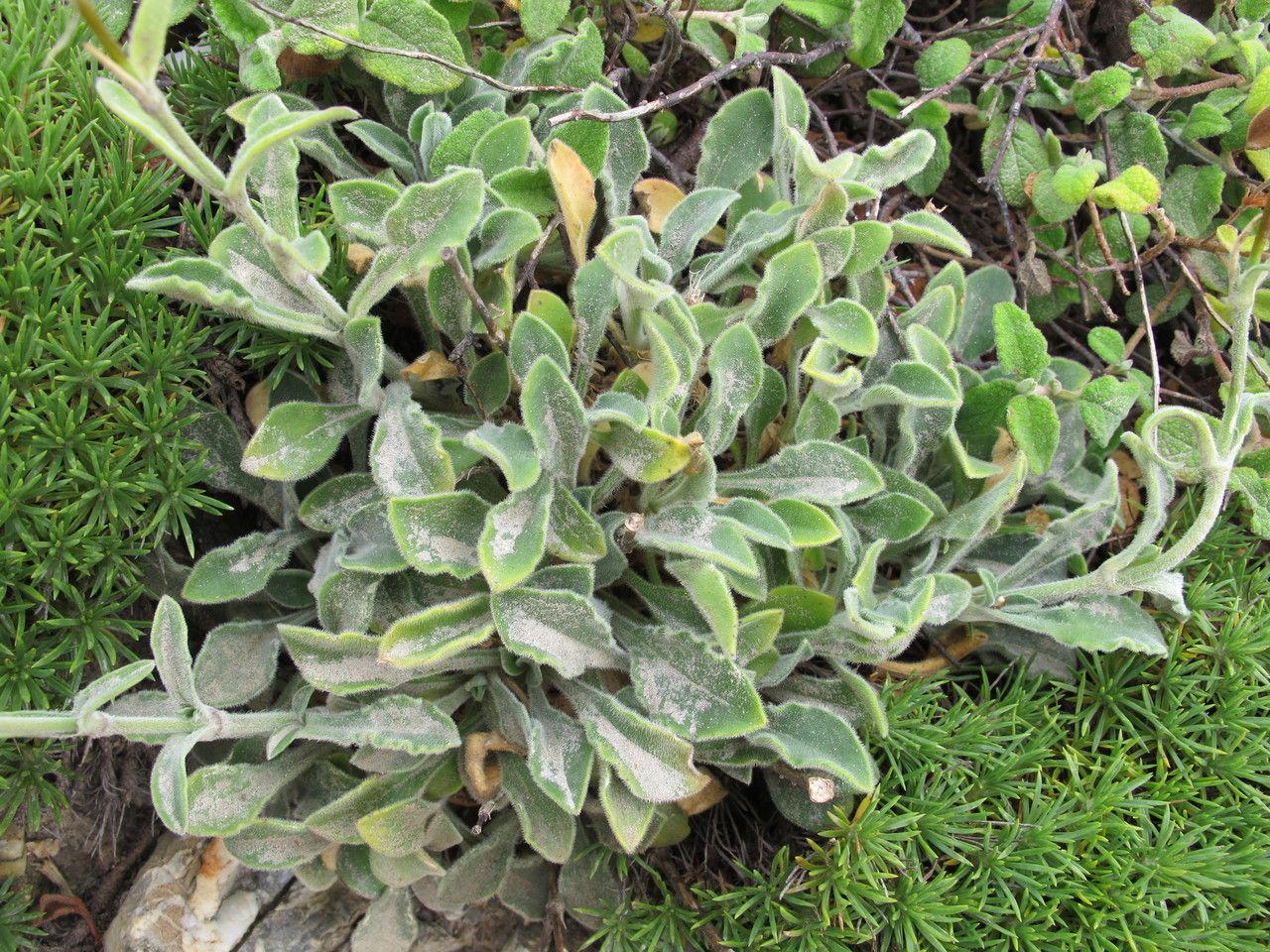 Silene badaroi habit