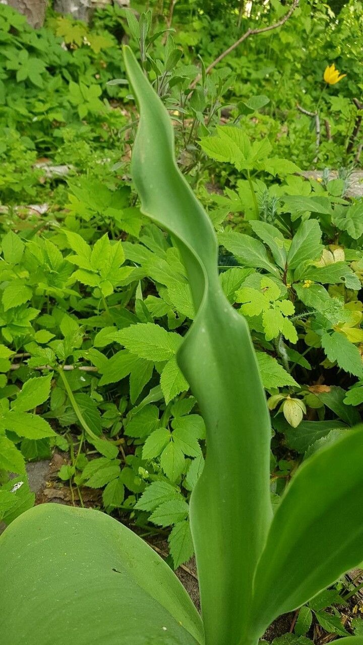 Tulipa grengiolensis — search result for 'Tulipa'