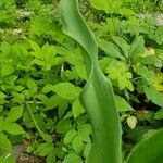 Tulipa grengiolensis