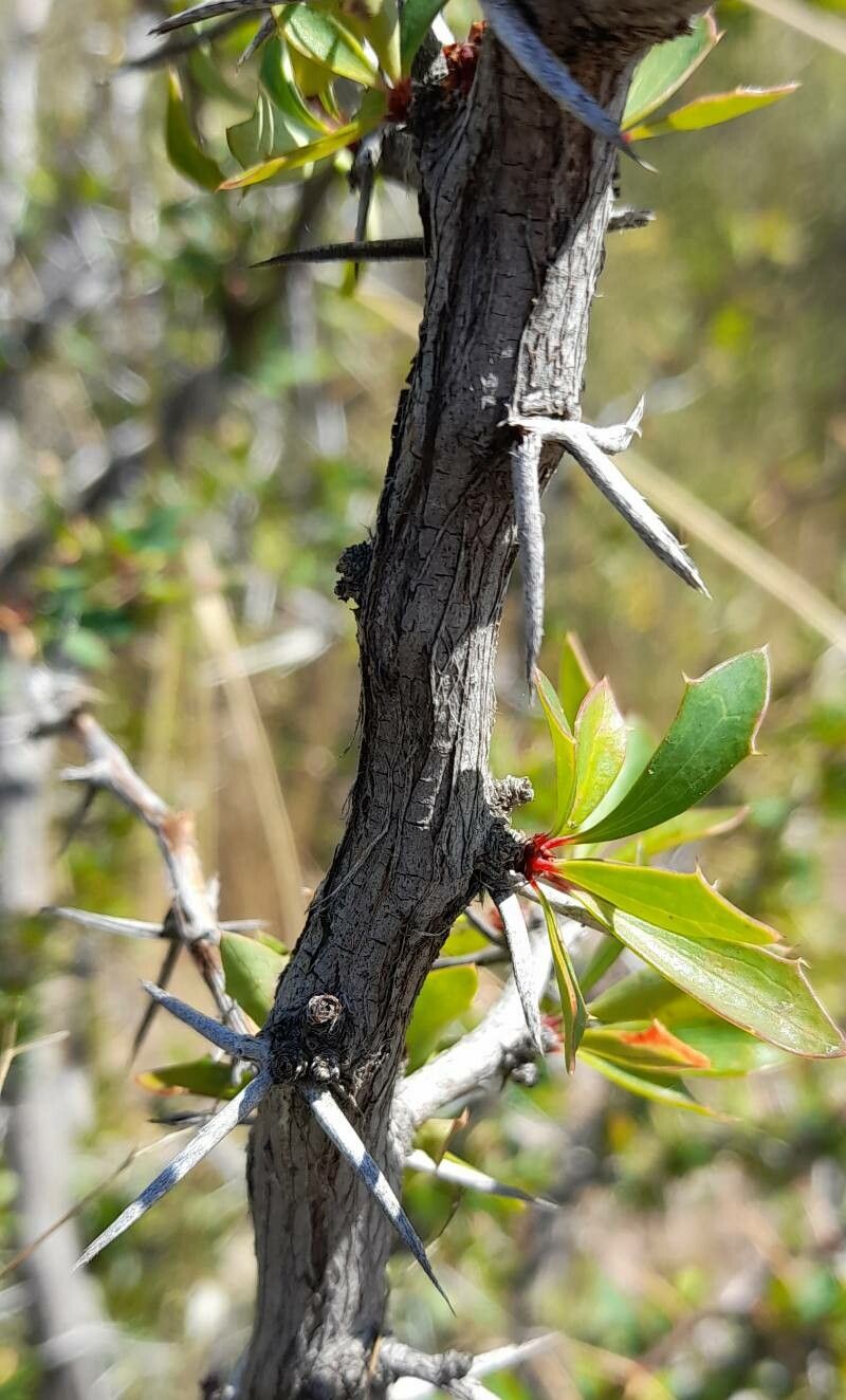 Berberis ruscifolia bark