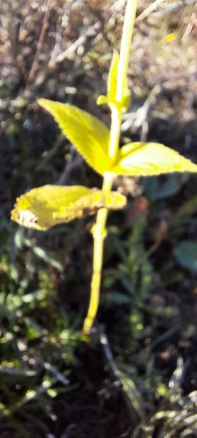 Sideritis hyssopifolia — search result for 'Cuphea'