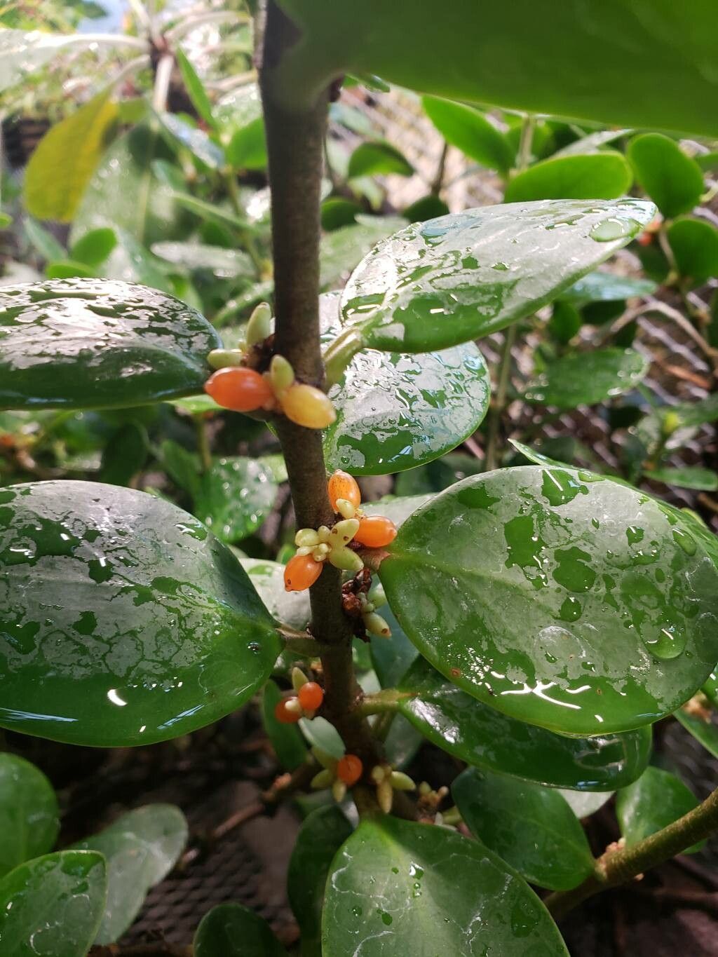 Hydnophytum pauper fruit