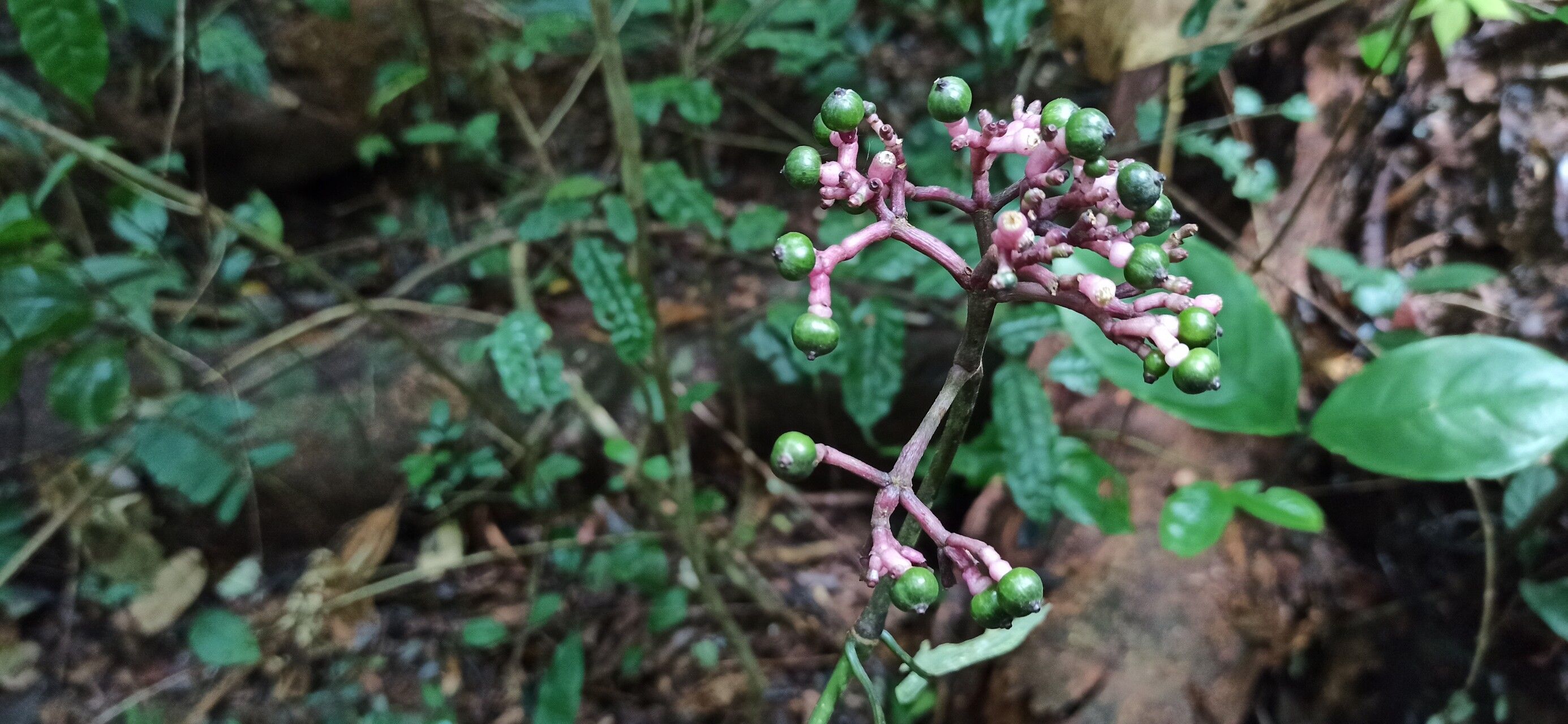 Chassalia cristata fruit