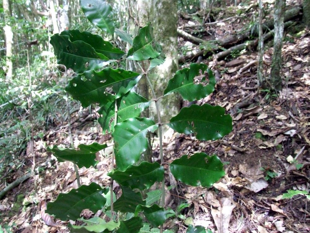 Dysoxylum macrostachyum habit