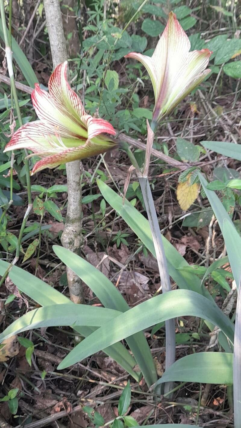 Hippeastrum iguazuanum habit
