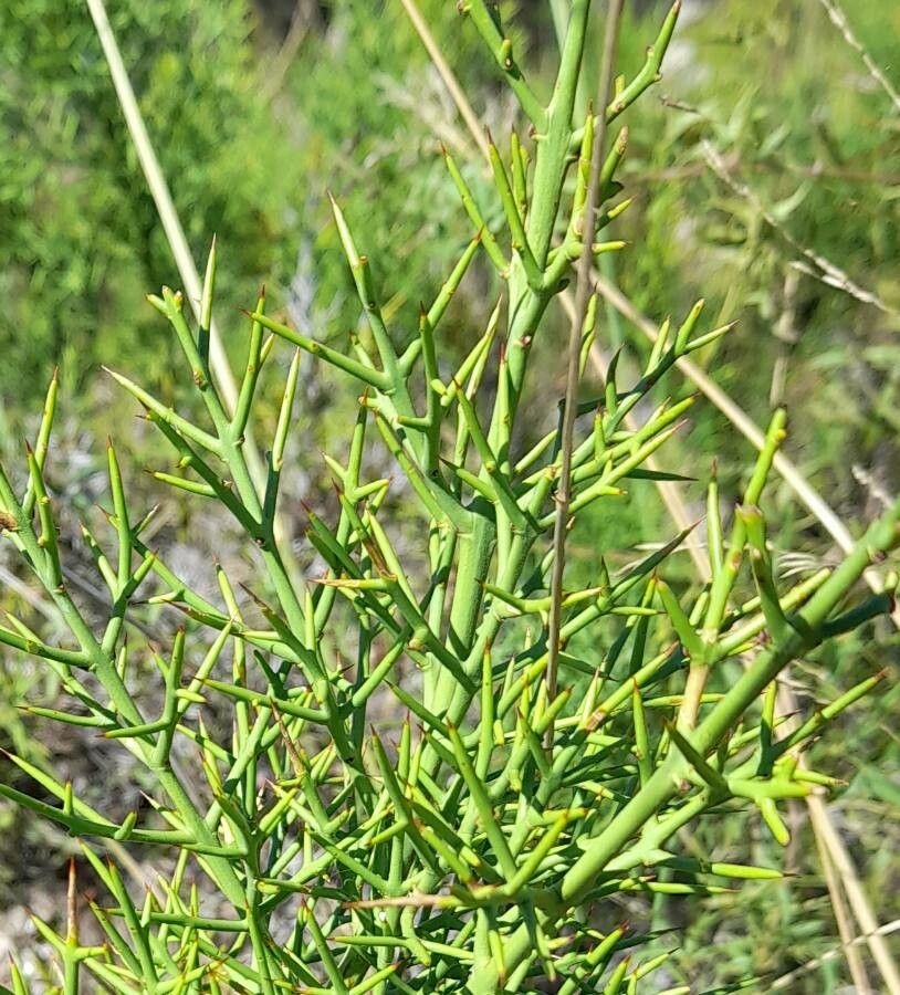 Colletia spinosissima bark